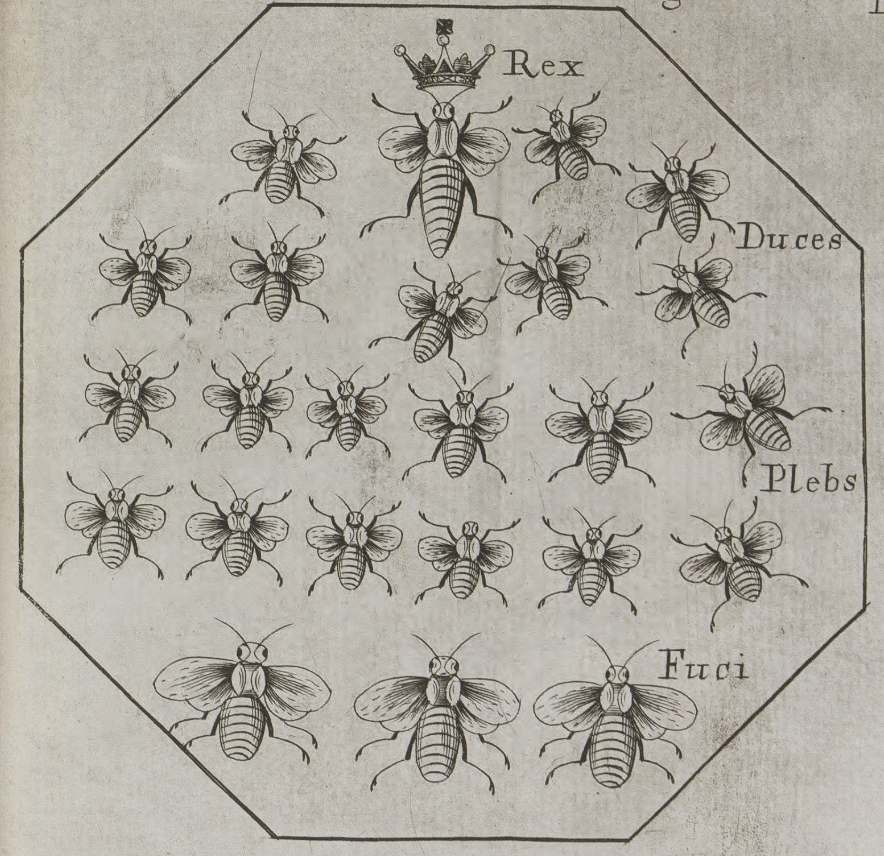 from Moses Rusden, A Further Discovery of Bees
