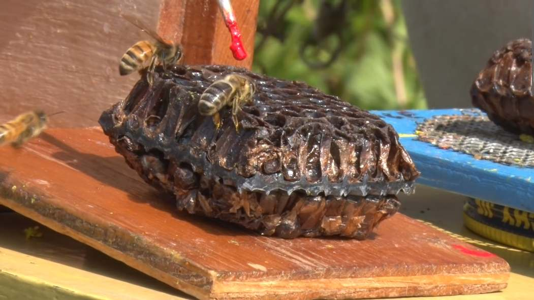 from Finding Wild Honey Bees