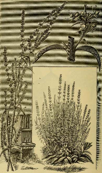 Plant that Produces Honey Sage