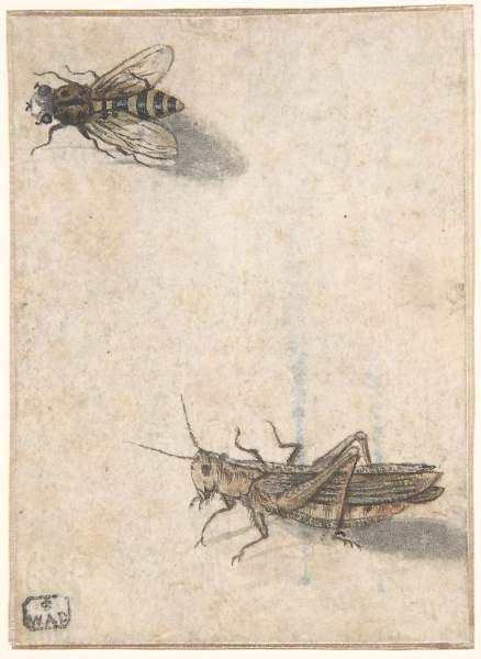 Grasshopper and Bee