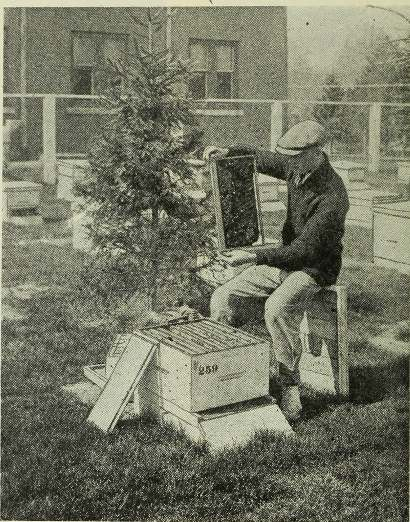 from Bees and How to Keep Them