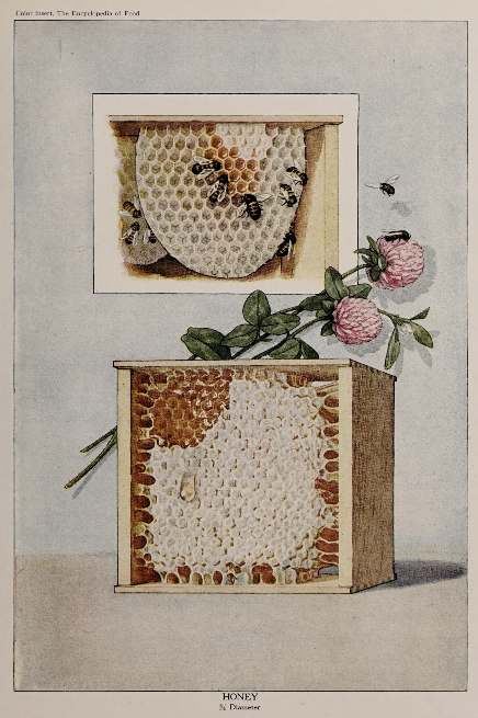 from Artemas Ward, The Encyclopedia of Food